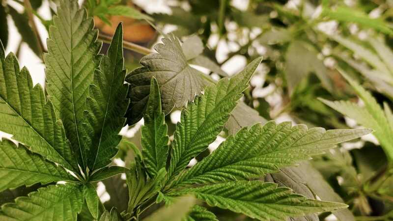 Конопля сорта Тропи Микс от Philosopher Seeds