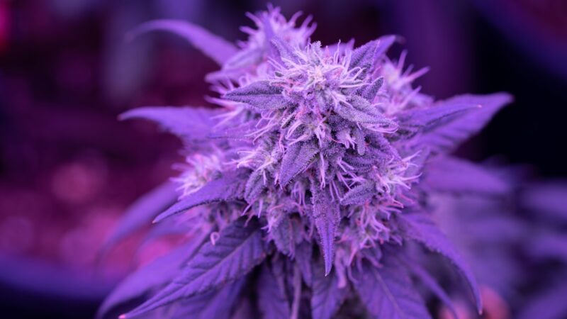 ЛСД лампы особенности и преимущества