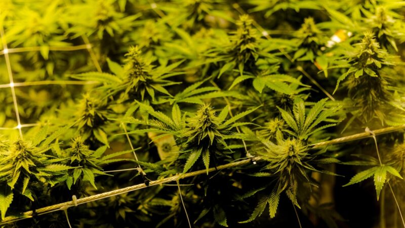 Проблема наркотиков и наркозависимости в Шахтах и Ростовской области