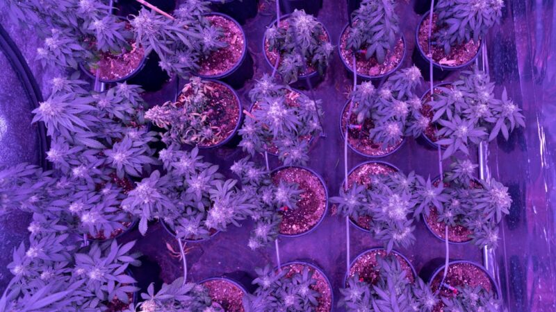 Семена конопли Easy Sativa feminised характеристики и преимущества