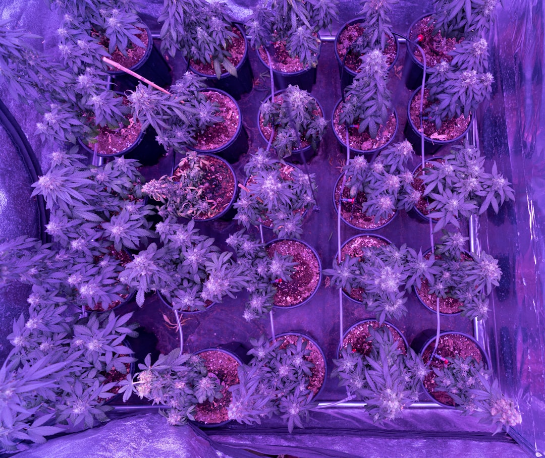 Семена конопли Easy Sativa feminised характеристики и преимущества