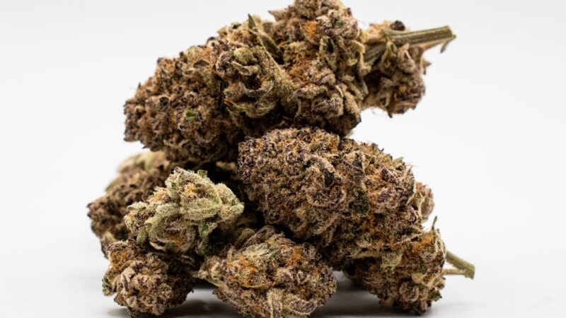 Питательная ценность семян конопли для попугаев