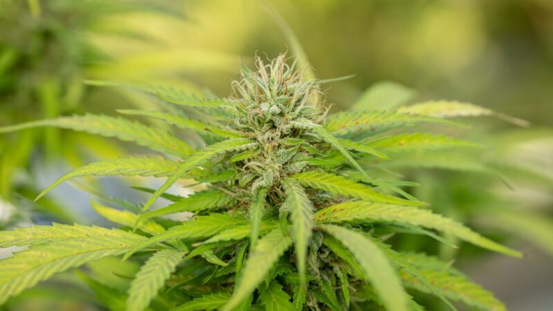 Использование семян конопли в кормлении скота