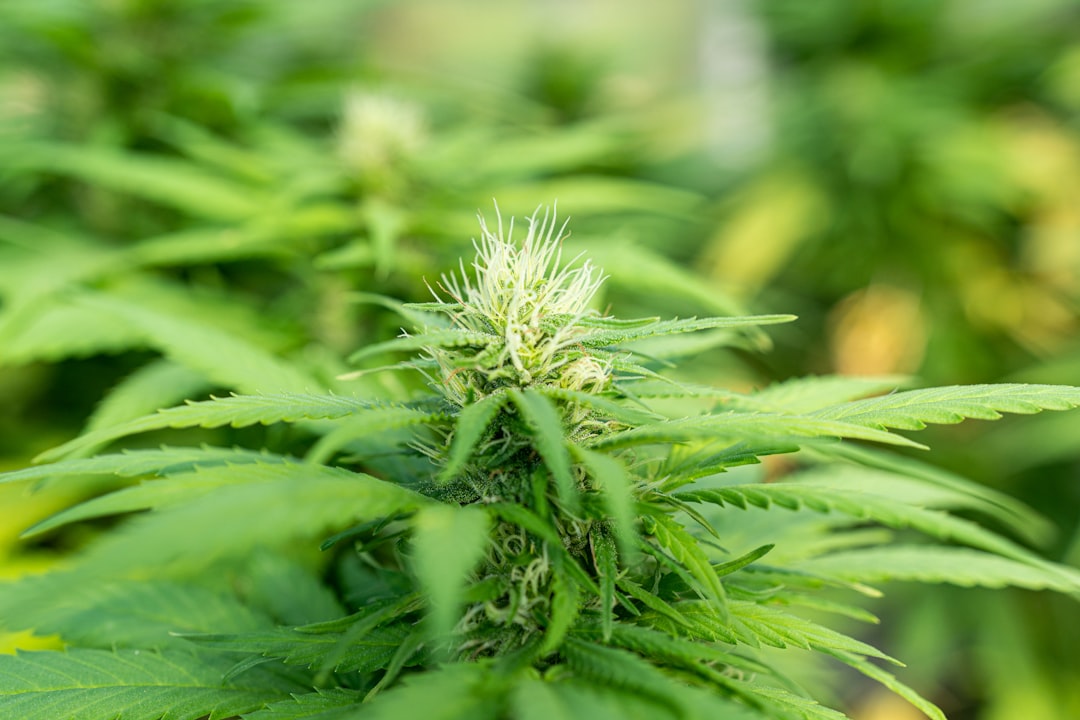 Приобретение марихуаны в Волгограде и ее свойства