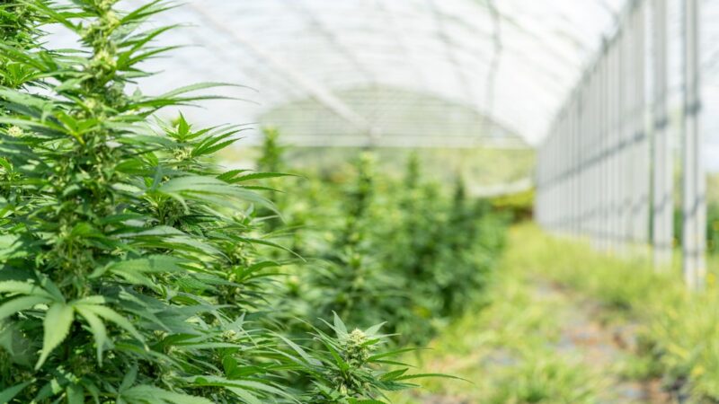 Элитные семена конопли: свойства, преимущества и покупка.