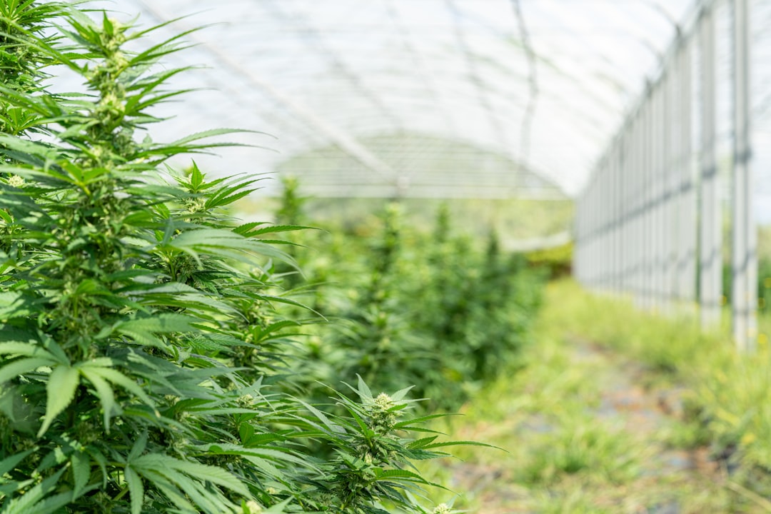 Элитные семена конопли: свойства, преимущества и покупка.