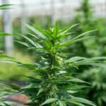 Конопля и ее применение в различных сферах жизни img-2215.jpg