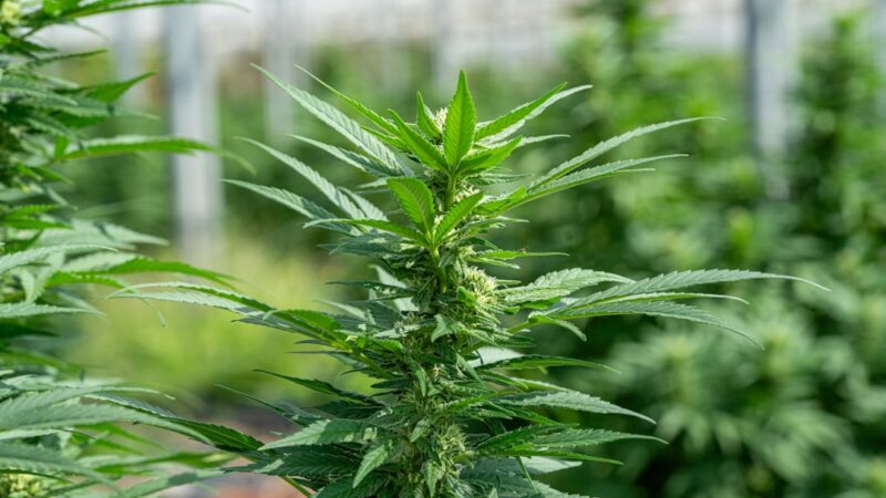 Конопля и ее применение в различных сферах жизни