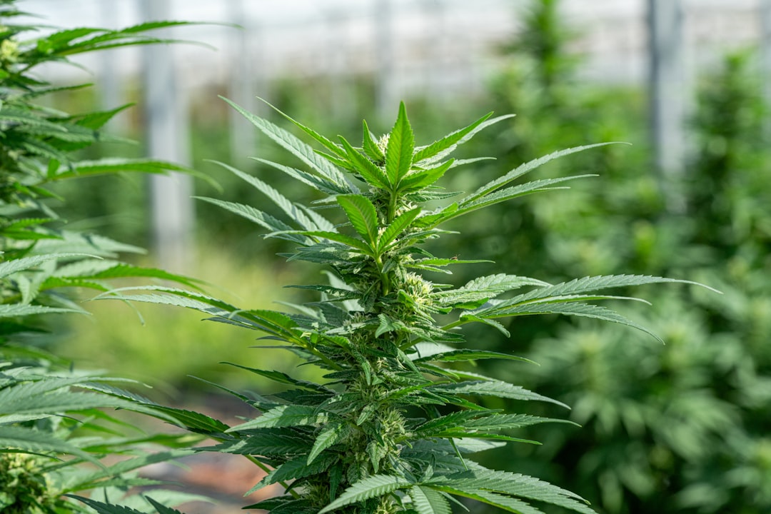 Конопля и ее применение в различных сферах жизни