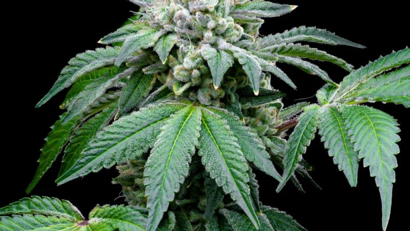 Отличия между марихуаной и гашишем