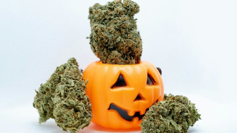 Свойства и преимущества сорта Chem OG феминизированных семян конопли