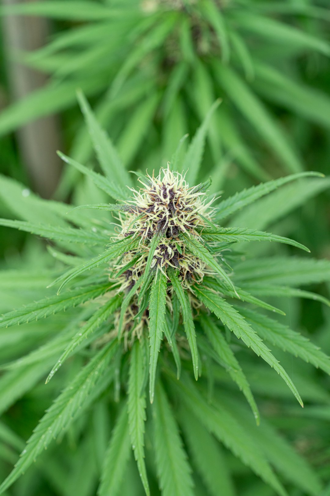 Семена конопли Ripper Mix feminised от Philosopher Seeds