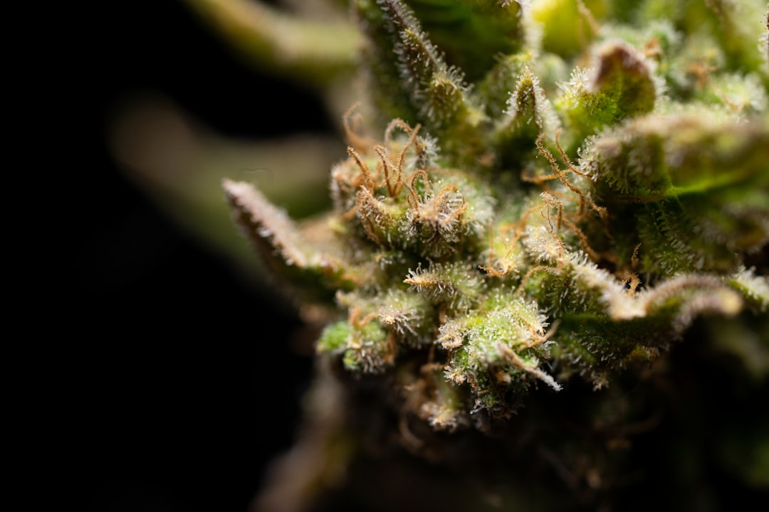 Хранение семян марихуаны и их срок годности