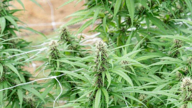 Пищевая конопля и ее преимущества для здоровья