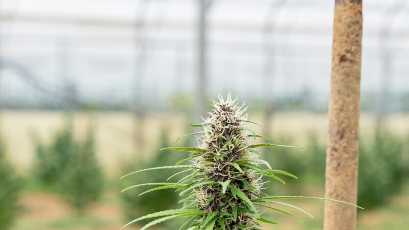 Семена конопли в Ташкенте