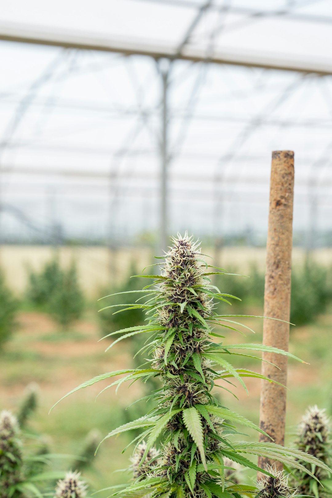 Семена конопли в Ташкенте