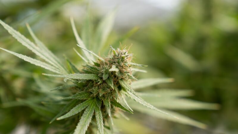 Семена конопли Auto Royal Gorilla feminised от Royal Queen