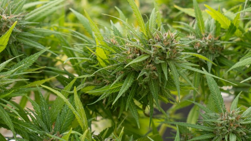 Виды и формы марихуаны и способы ее приобретения