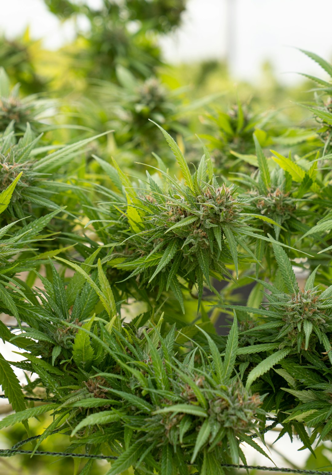 Виды и формы марихуаны и способы ее приобретения