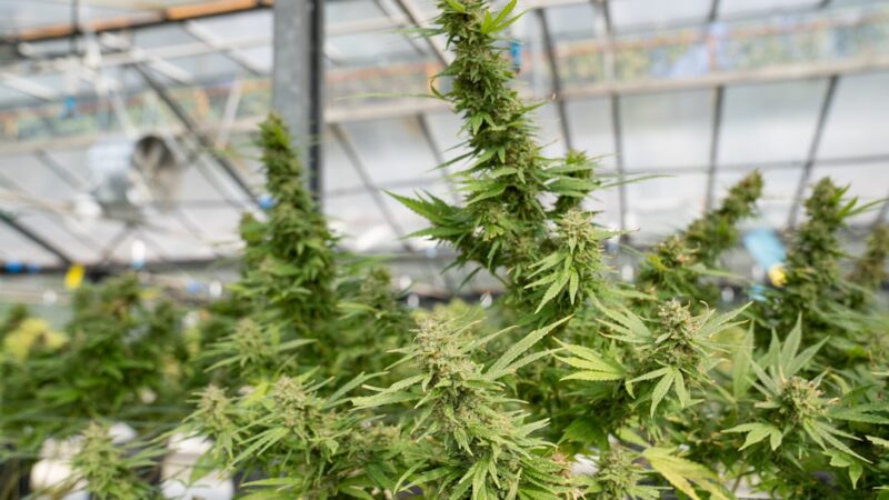 Наркотическое средство винт и его влияние на здоровье