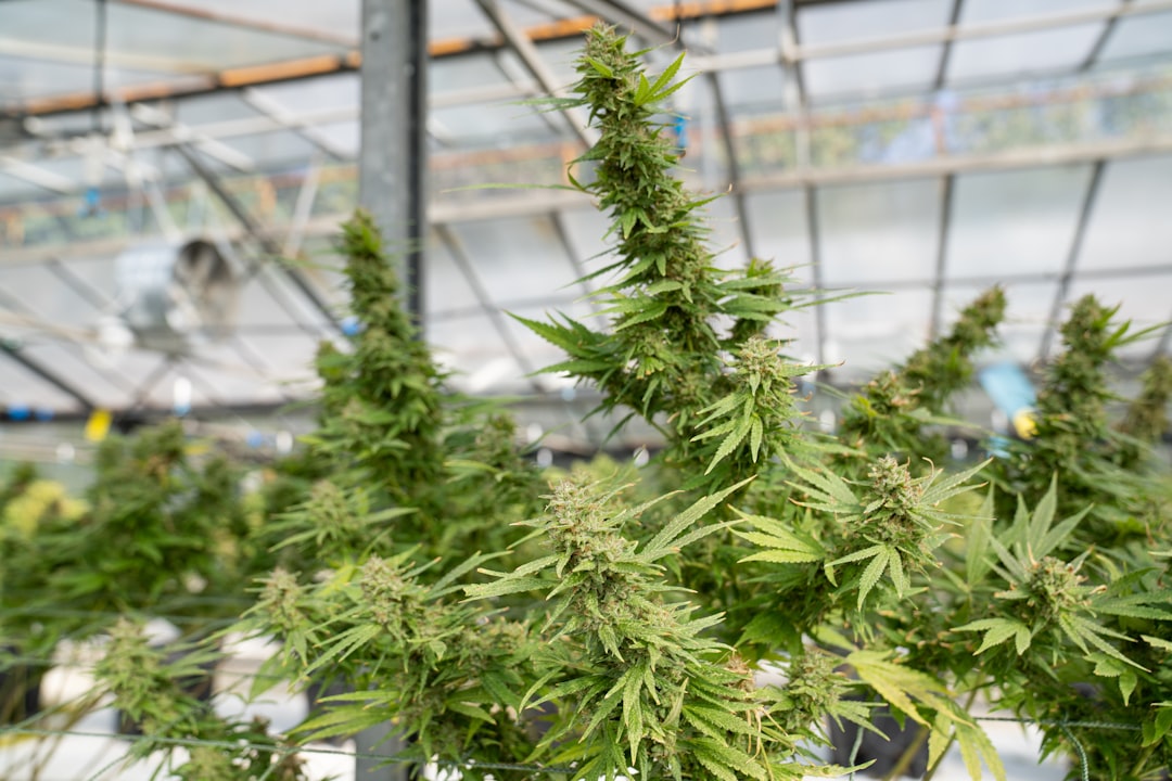 Наркотическое средство винт и его влияние на здоровье