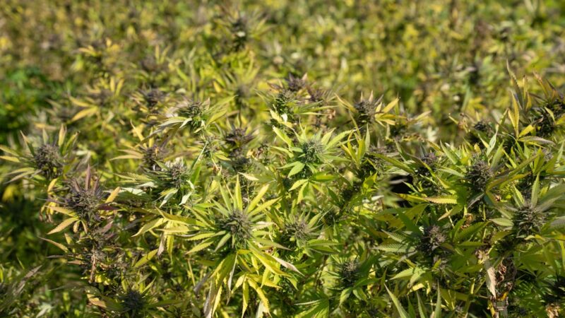 Коллекционирование журналов Тотали Спайс и их свойства