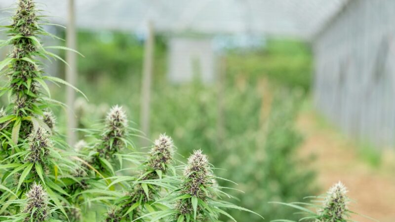 Купить семена конопли в России законно и просто