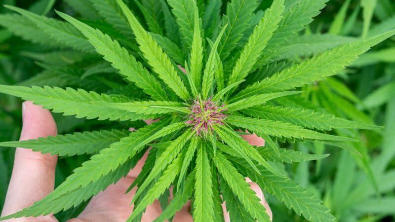 Спайс и его свойства и эффекты