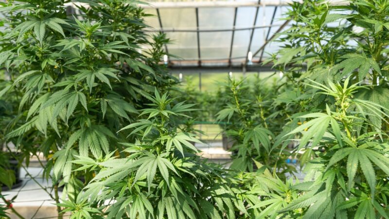 Спайс и его влияние на здоровье