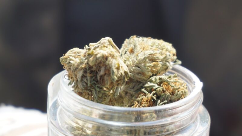 Покупка семян конопли в Воронеже: свойства и виды конопли