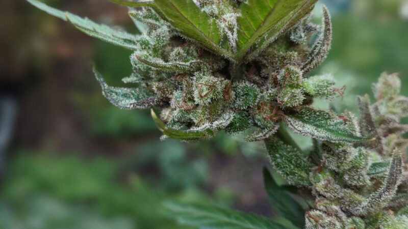 Автоцветущие Семена Каннабиса Особенности и Преимущества