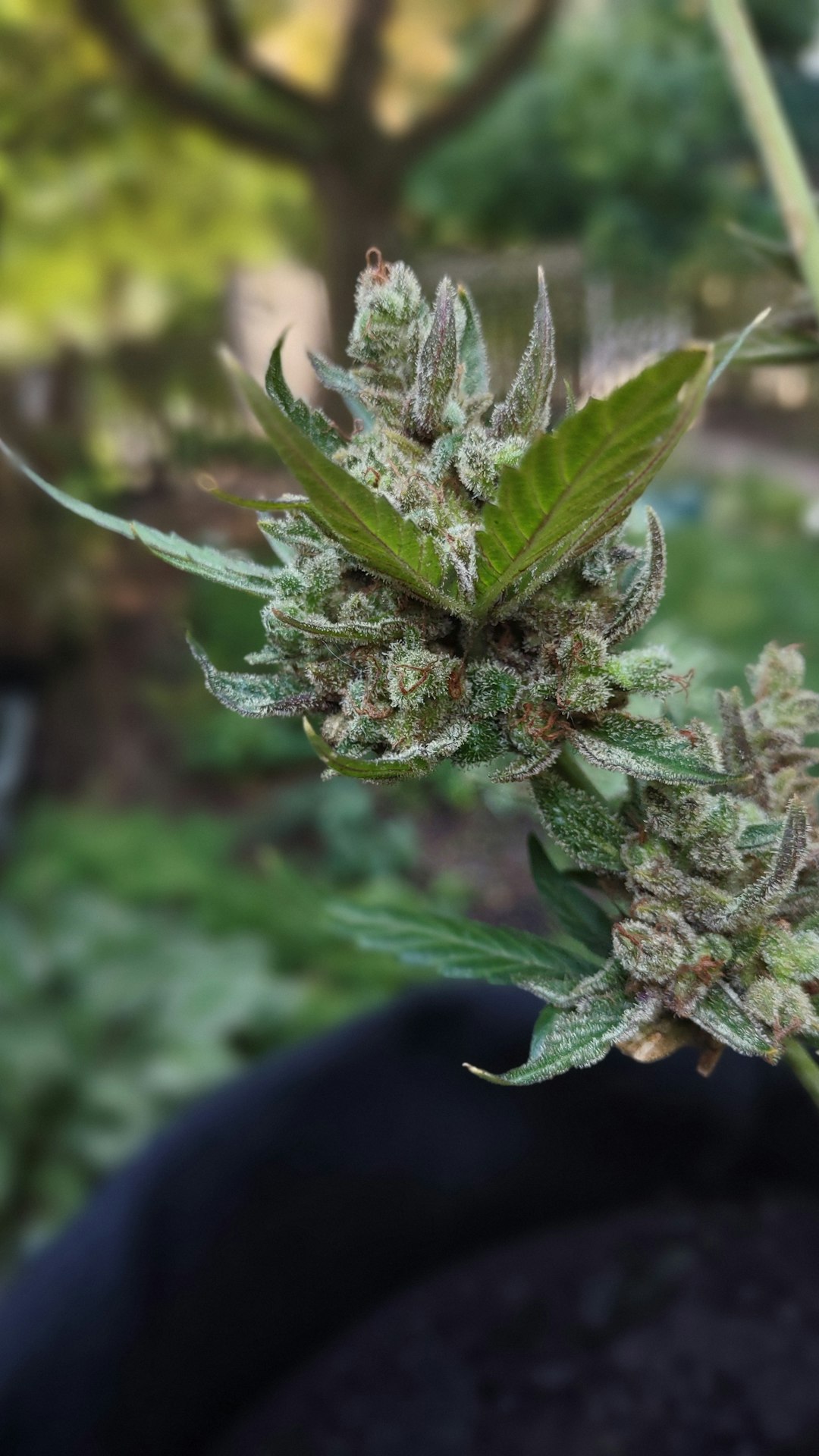 Автоцветущие Семена Каннабиса Особенности и Преимущества