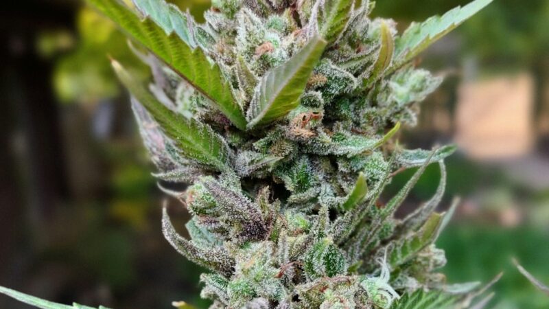 Свойства и польза семян конопли для здоровья