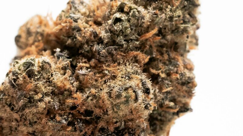 Сорт конопли Sour Tangie от Reserva Privada