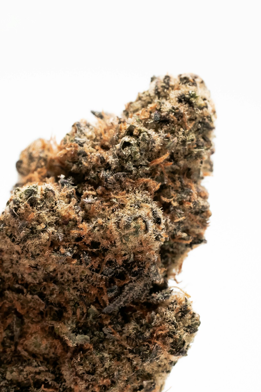 Сорт конопли Sour Tangie от Reserva Privada