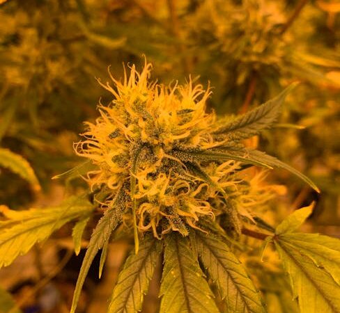 Купить спайс в Казани онлайн: информация и риски