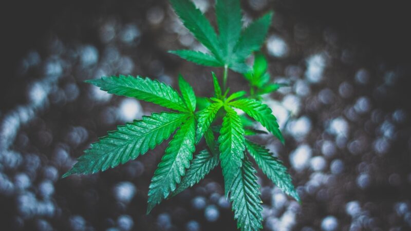 Почему не прорастают семена конопли: разбор основных причин