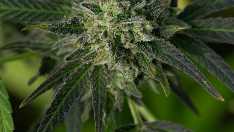 ЛСД 25 свойства и применение