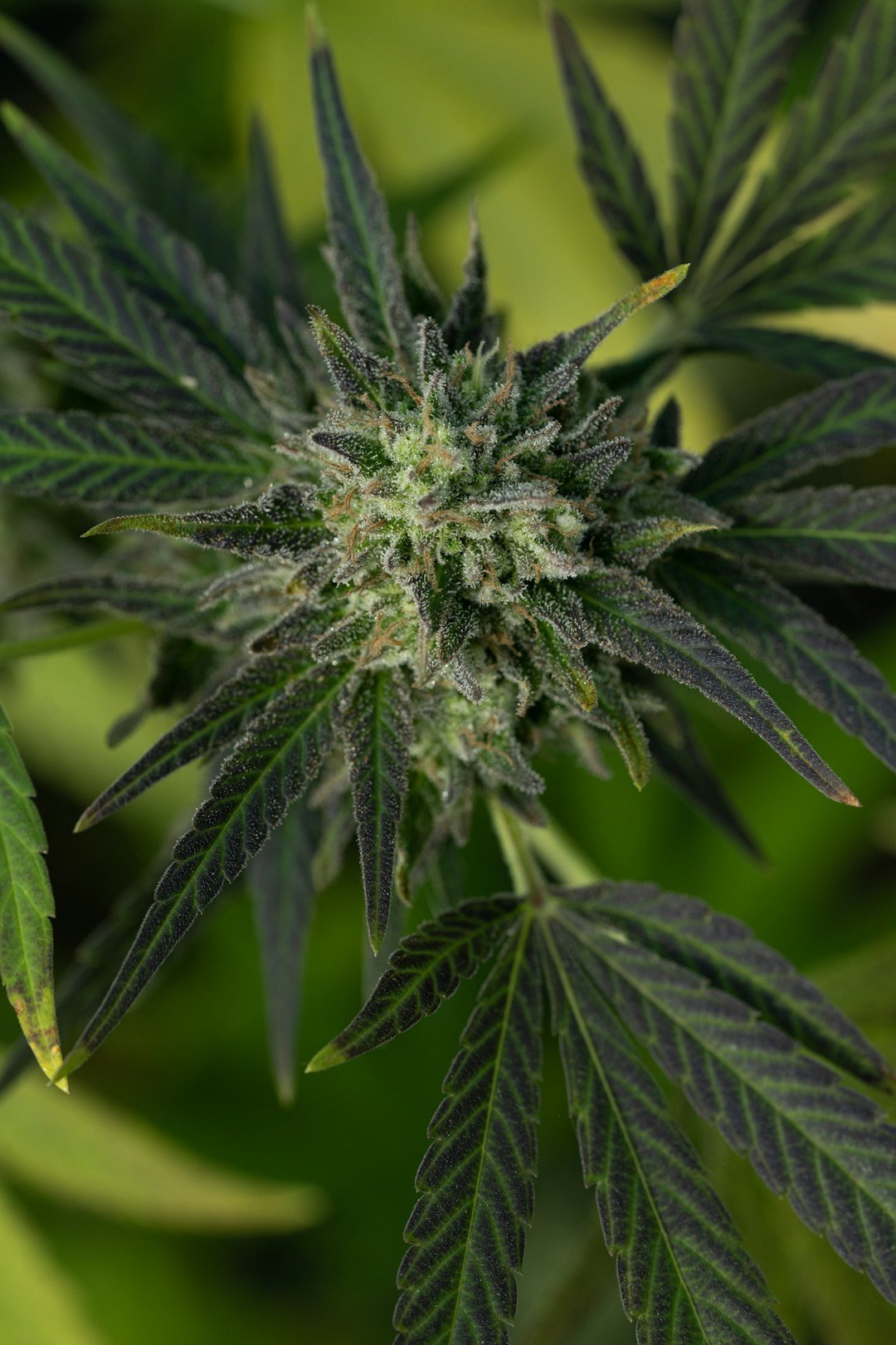 ЛСД 25 свойства и применение