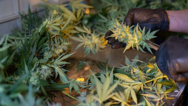 Покупка семян конопли и их использование