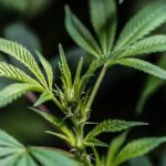 Сорт конопли Supreme CBD Kush Feminised от Nirvana Seeds img-2424.jpg