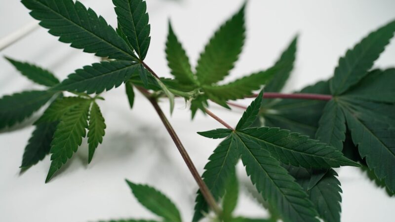 Купить семена марихуаны дешево онлайн в России