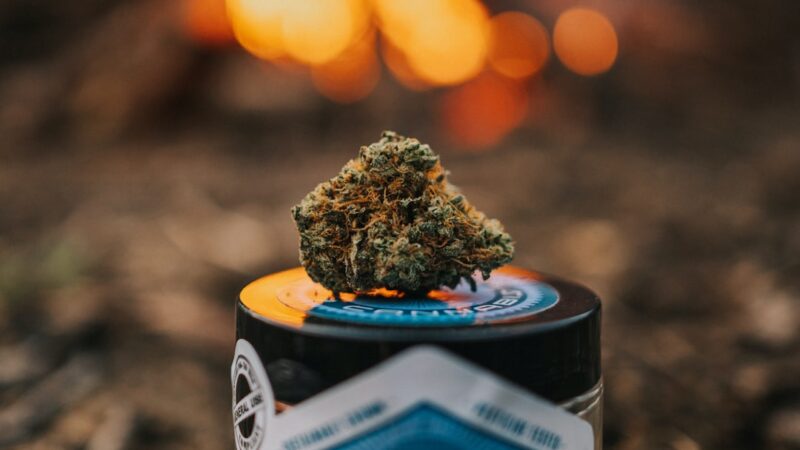 Сорт конопли АК 47 характеристика и преимущества семян