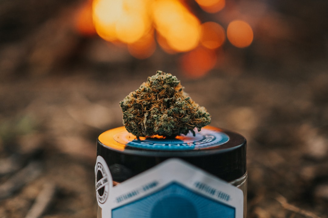 Сорт конопли АК 47 характеристика и преимущества семян