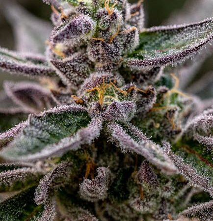 Качественный каннабис и его свойства