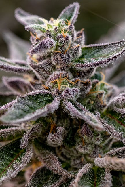Качественный каннабис и его свойства