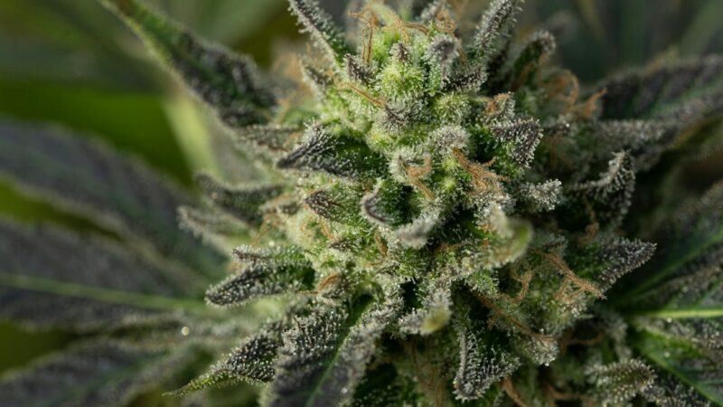 Правовой статус семян конопли в России и возможности их приобретения