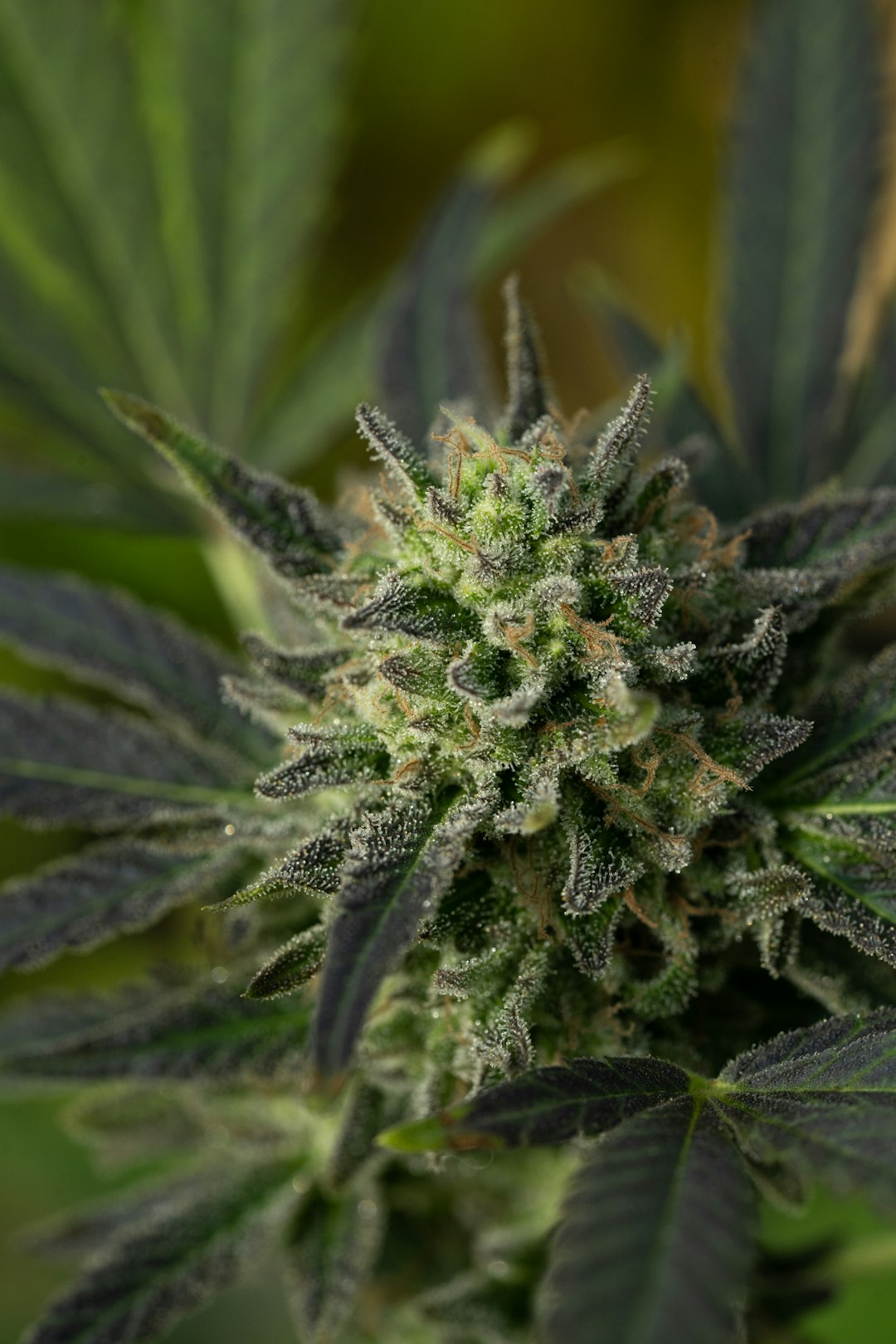 Правовой статус семян конопли в России и возможности их приобретения