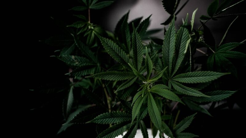 Выращивание конопли для начинающих гроверов