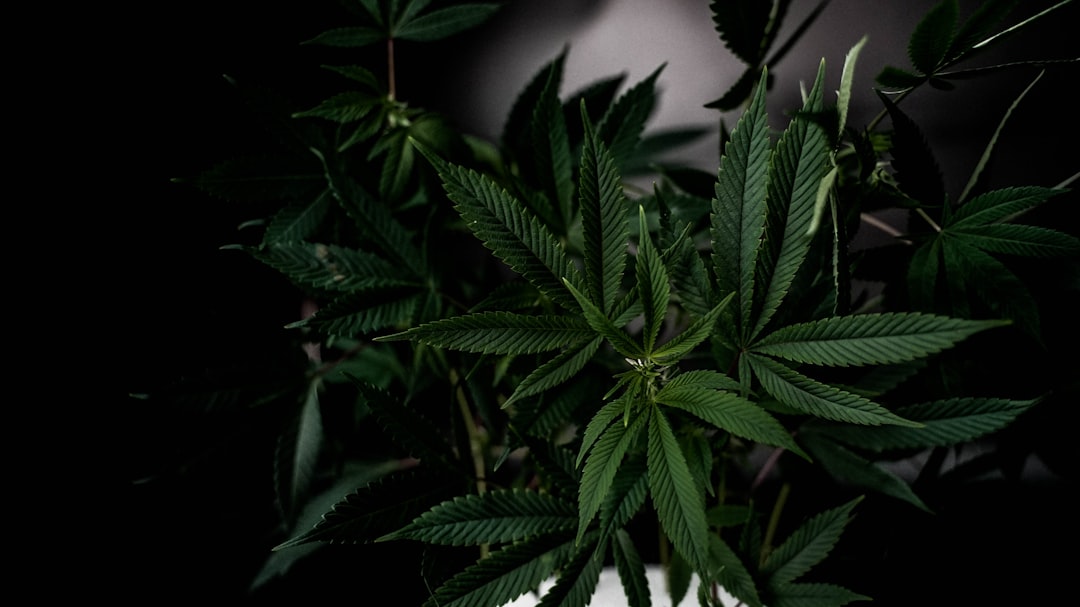 Выращивание конопли для начинающих гроверов